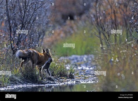 Red Fox with prey Stock Photo - Alamy