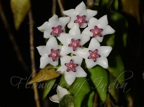 Hoya Lanceolata Lanceleaf Wax Flower