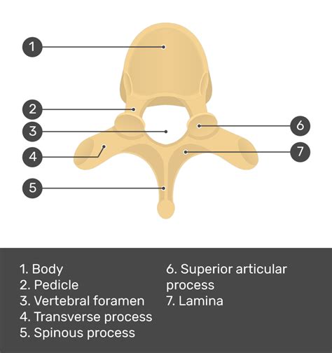 Vertebral Column Anatomy Quiz