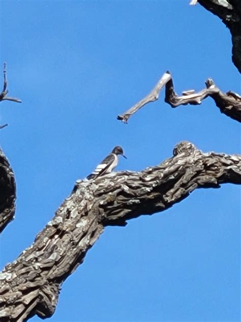 Juvenile Red-Headed Woodpecker? Location is Eastern Kansas : r