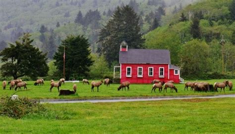 California Camping With a Herd of Roosevelt Elk