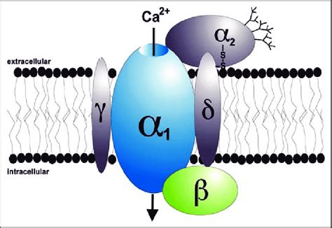 subunit structure  voltage gated ca  channels accessory