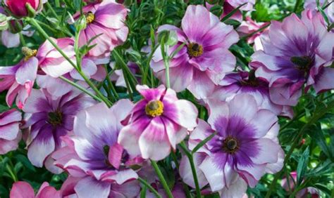 Butterfly Thiva Ranunculus Long Lasting Blooms Fleur Farm