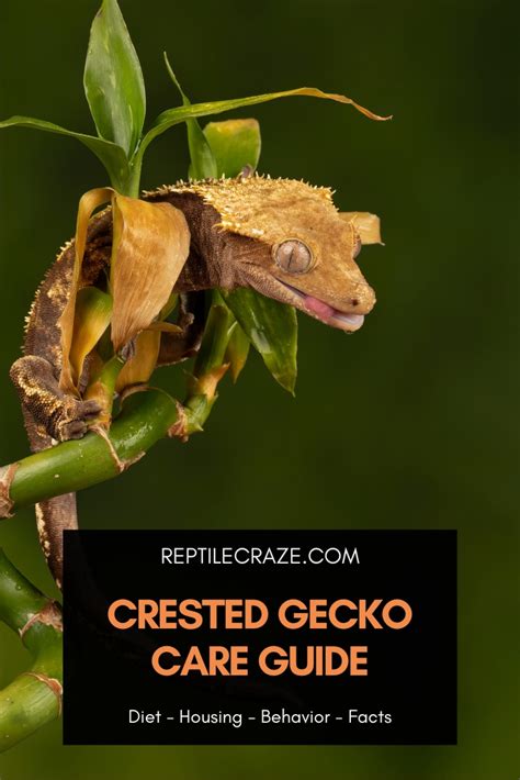 Crested Gecko Care Guide: Diet, Housing, Facts – Reptile Craze