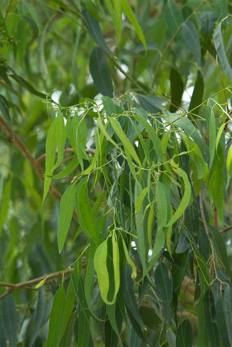 Eucalyptus Propinqua Small Fruited Grey Gum Grey Gum Q Flickr