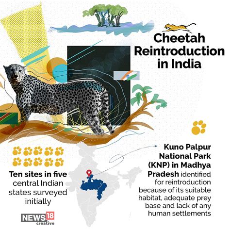 A Look At How The Cheetah Became Extinct In India And A Peek Into The