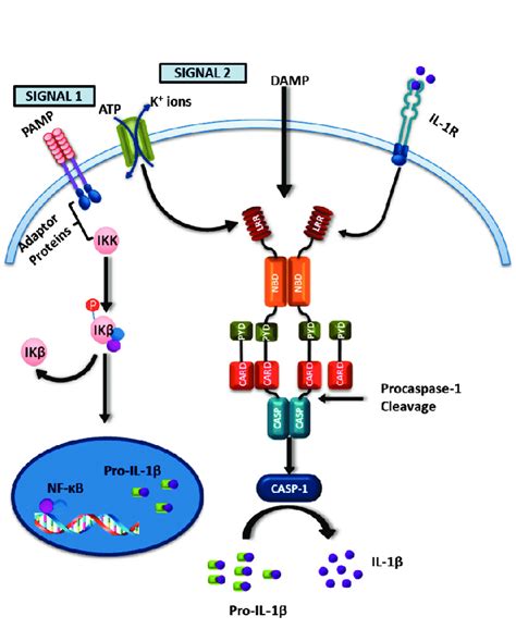 Schematic Illustration Of NLRP3 Inflammasome Activation And Subsequent