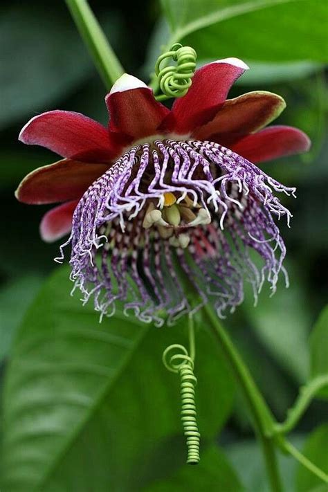 Grenadilla flower-pasiflora | Flores exóticas, Flor de la pasión, Flores