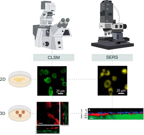 Cell Imaging By Confocal Laser Scanning Microscopy Vs Surface Enhanced Download Scientific