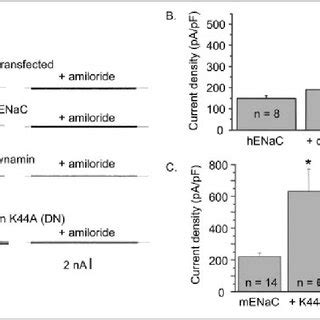 Regulation Of Enac By Proteins Involved In Trafficking A Macroscopic