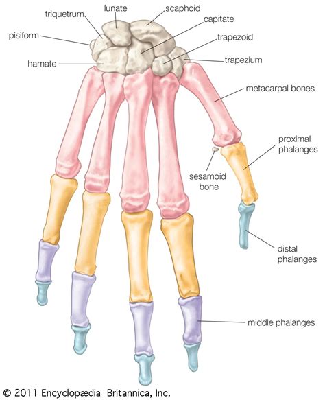 Hand And Wrist Bones Anatomy