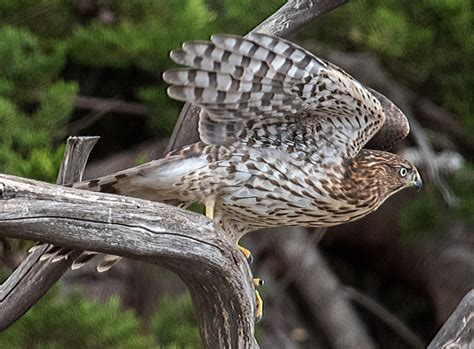 Beautiful photo of a young Cooper’s hawk by Paul Brewer. – Mendonoma