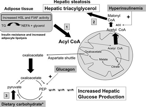 Key Metabolic Pathways Linking Increased Hepatic Lipid And Increased