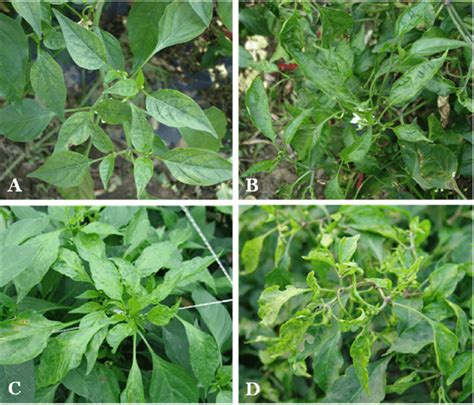 Representative Symptoms Observed On Red Pepper In Cultivated Fields Download Scientific