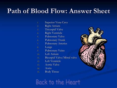 Ppt The Human Heart Powerpoint Presentation Free Download Id 6384167