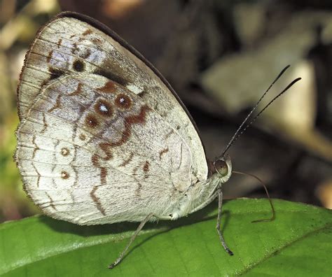 Eunica Marsolia Tarapoto Tunnel San Martin Peru John Vallender