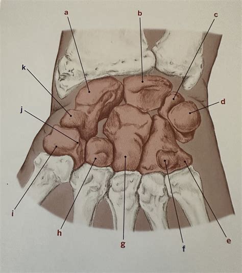Diagram Carpals Diagram Quizlet