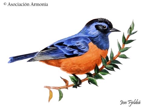 blue backed conebill conirostrum sitticolor birds  bolivia