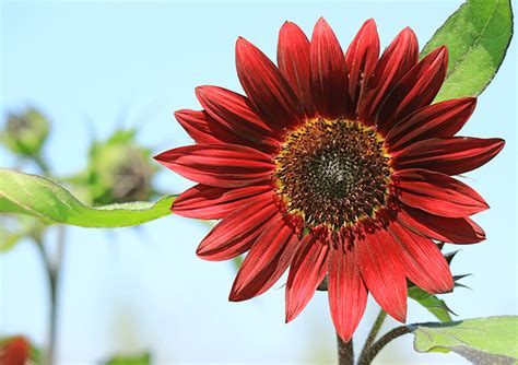 Sunflower - Velvet Queen seeds - Heirloom Seeds Canada