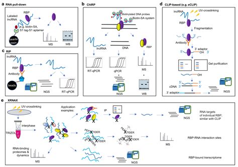 Ijms Free Full Text Approaches For Modes Of Action Study Of Long