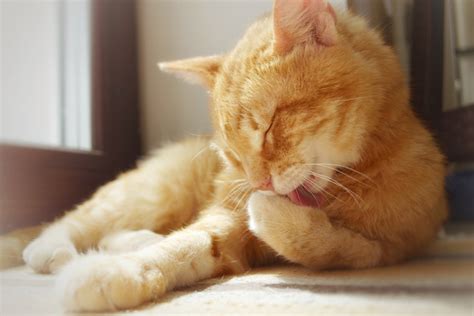 猫の暑さ対策を獣医師が詳しく解説！ ペット保険のアイペット損保