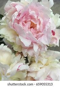 Pink Peony Peony Background Pink Peonies Stock Photo 659055313 ...