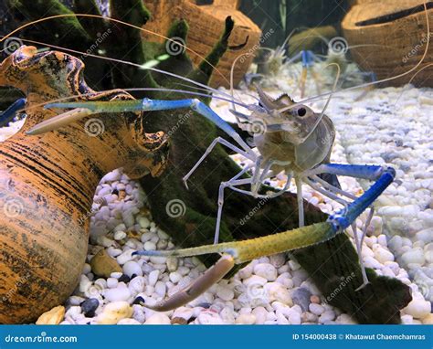 Gamba De Agua Dulce Gigante O Camar N Gigante Del R O En El Tanque Foto