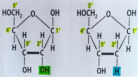 Pentose Sugar Ribose And Deoxyribose Difference Neet Needs Youtube