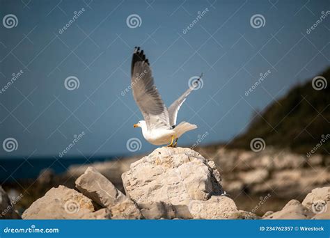 White Seagull in Its Natural Habitat Stock Image - Image of blurred, close: 234762357