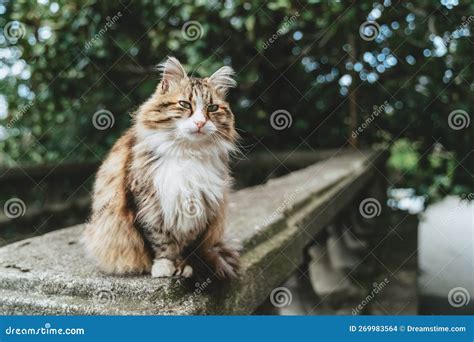 Retrato Detalhado De Um Gato Ranzinza Grisalho E Fofo Num Fundo De