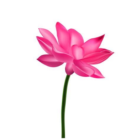 lotus red flower 15153174 PNG