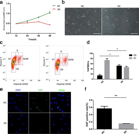 An In Vitro Model Of Cellular Quiescence In Npscs A Cells Were Download Scientific Diagram