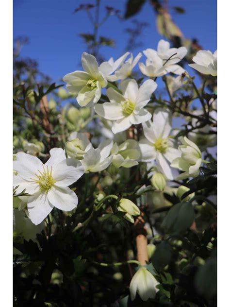 Clematis 'Avalanche' - Lucan Garden Centre