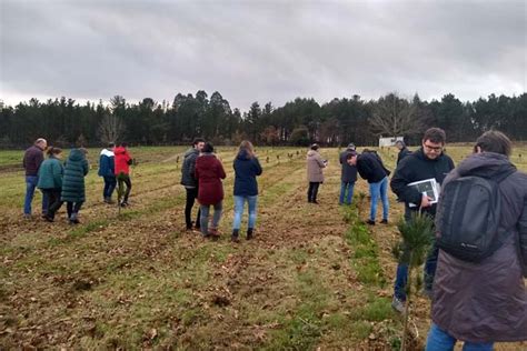 Galicia Lanza A Estratexia De Mellora Xen Tica Do Pi Eiro Radiata