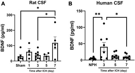 Frontiers Brain Derived Neurotrophic Factor Contributes To