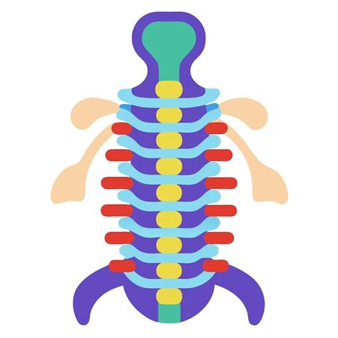 Human Spine Anatomy Clipart Vector Art And Illustration Premium AI