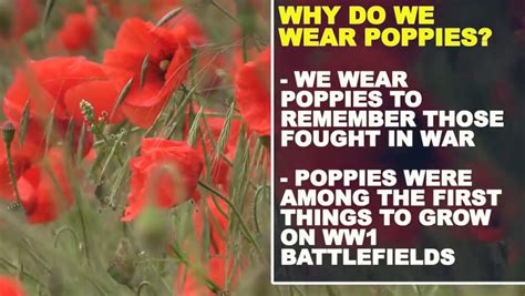 What Do Purple Black And White Poppies Mean And Where You Can Get Them In Gloucestershire