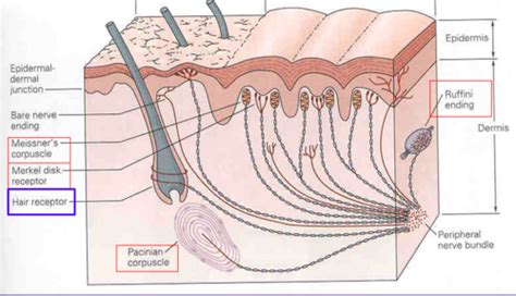 Lecture 12 Cutaneous Receptors Flashcards Quizlet