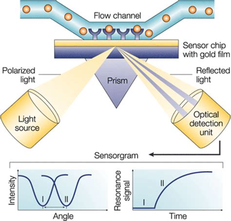 Sensors Free Full Text Small Molecule Immunosensing Using Surface