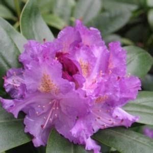 Rhododendron Everestianum Bessen En Pawpaw