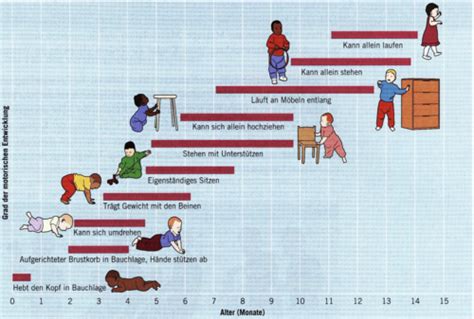 1 Entwicklung Motorik Flashcards Quizlet