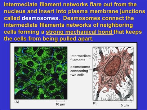 Lecture The Cytoskeleton Intermediate Filaments And Microtubules