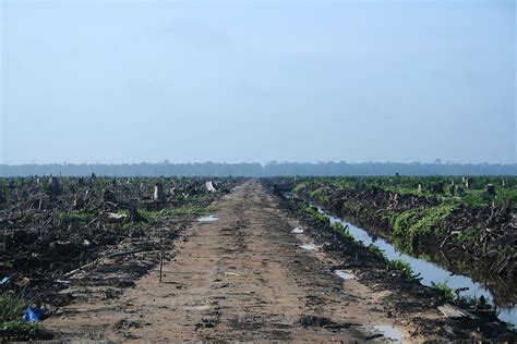 Piloting PALM Risk to detect palm oil-driven deforestation