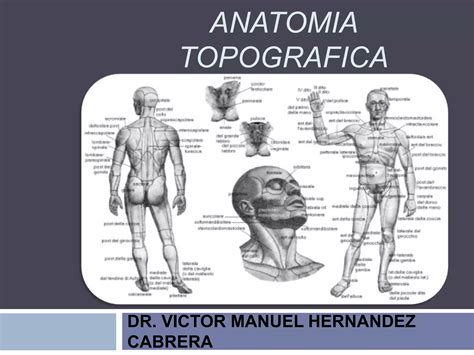 Anatomia Topografica Ppt Descarga Gratuita