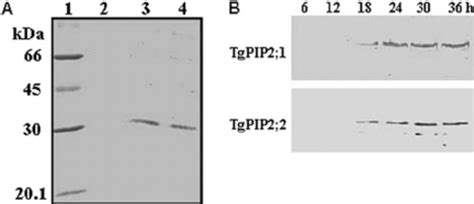 Western Blot Analysis Of Pm Localization Of Heterologously Expressed