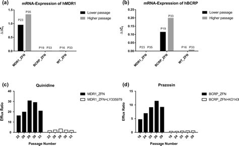 Mrna Expression And Efflux Activity Of Transfected Human Transporters