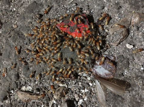 Termite Land Animals A Very Small Animal When Metamorphosed He Can Fly