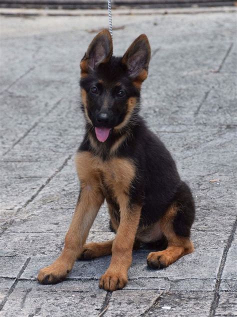 Von Calvo German Shepherd Puppies | German shepherd puppies, Gsd ...