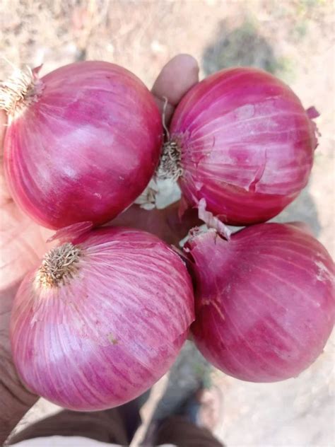 Maharashtra A Grade Fresh Garva Onion Packaging Size Kg At Rs