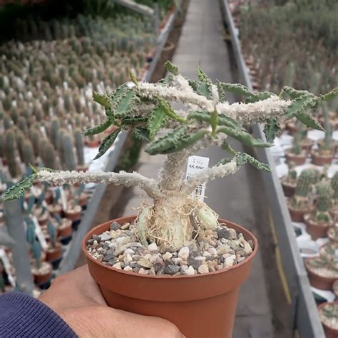 Euphorbia Decaryi V Cap Saintemarie Cites Not Outside Eu Uhlig